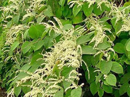Understand the effects of Japanese knotweed