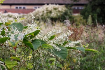 Japanese knotweed removal specialists in Stoke-on-Trent